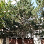 5b1ac81e-5c85-4516-81d1-d5e73901dfe0