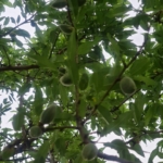 Screenshot_۲۰۲۵۰۹۰۴-۰۰۵۲۲۲_Gallery